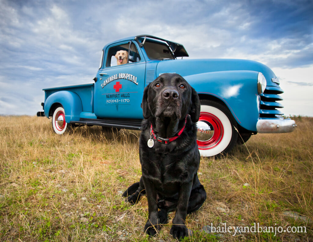 Newport Hills Animal Hospital