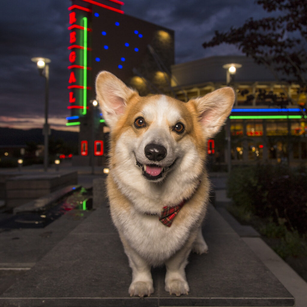 regal corgi in issaquah highlands